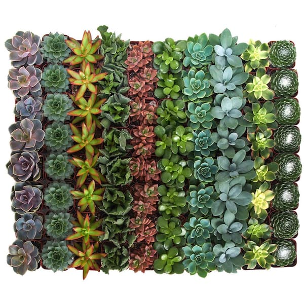 Shop Succulents Assorted Succulent Collection 32 Pack 32 Suc Assorted 2 The Home Depot 0416