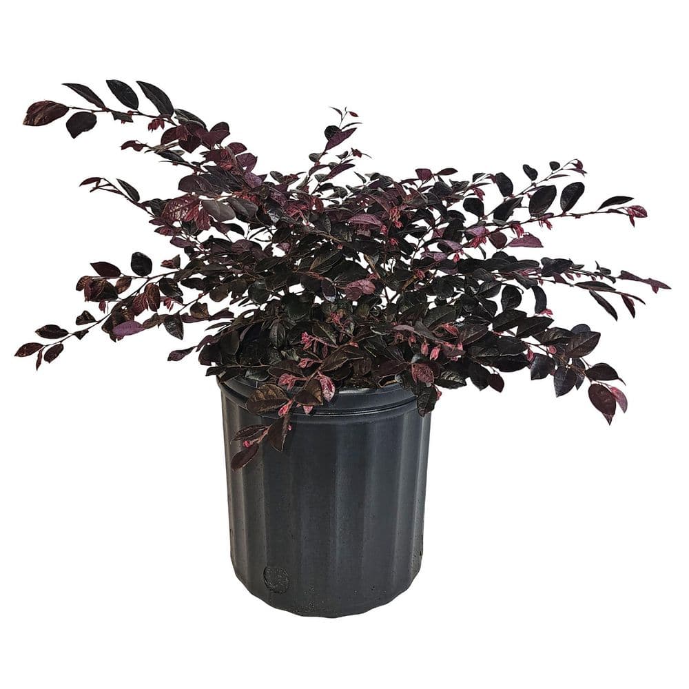 nature-s-way-farms-shrubs-