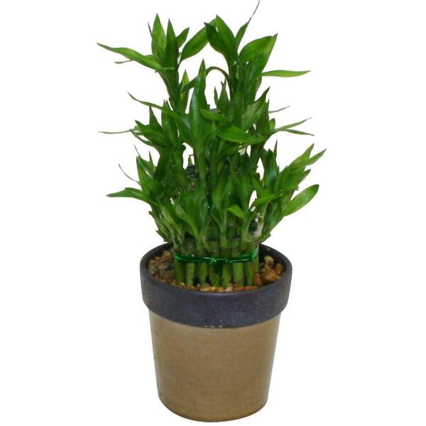 Delray Plants Lucky Bamboo in 5 in. Danice Beige Pot