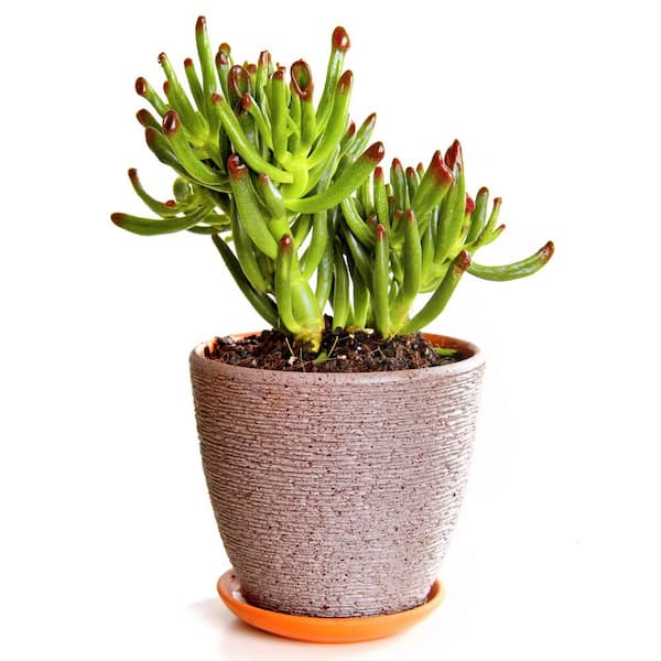 national PLANT NETWORK Crassula Succulent Plant (Crassula) in 4 in. Grower Container (3-Plants)