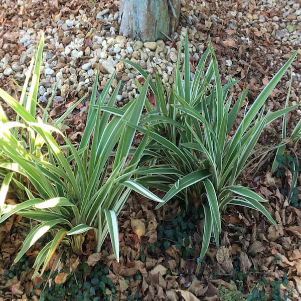 Unbranded 1 Gal. Dianella Flax Lily Plant