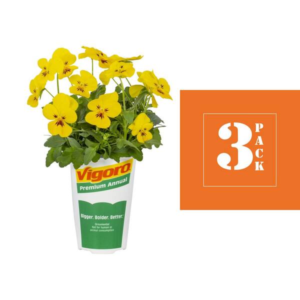 Vigoro 2QT Pansy Trailing, Freefall Xl Bright Yellow Plant with