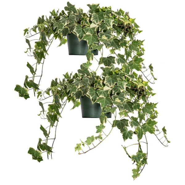 Perfect Plants Variegated English Ivy (Hedera Helix Variegata) 6 in. Grower's Pot