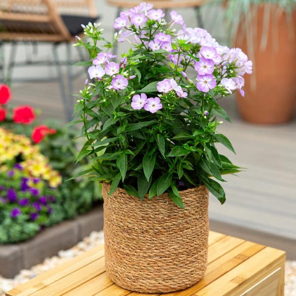 2 Qt. Phlox Paniculata 'Flame Pro Purple' Purple Perennial Plant (3-Pack)