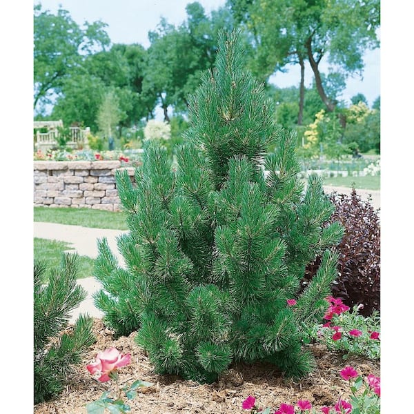1 Gal. Tannenbaum Mugo Pine Tree