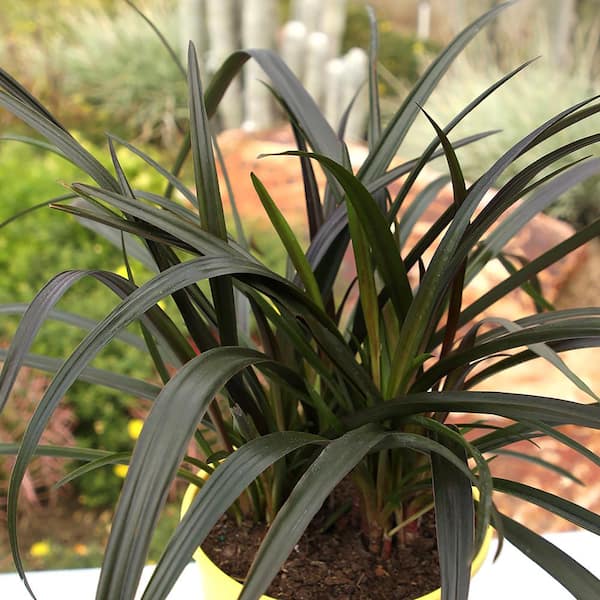 LILy　N organic Plenium LILy N organic Plenium LILy N organic Plenium LILy N organic