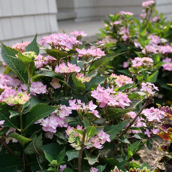 PROVEN WINNERS 2 Gal. Let's Dance Can Do Hydrangea Shrub with Pink