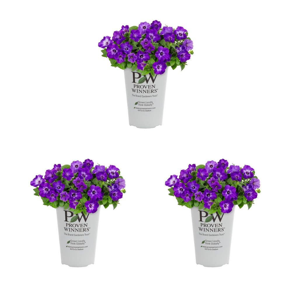 METROLINA GREENHOUSES 2 qt. Petunia Supertunia Tiara Blue Annual