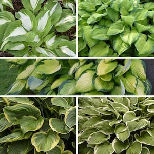 Bare Root Premium Hosta Collection Perennial Plants with Assorted Foliage (5-Piece)