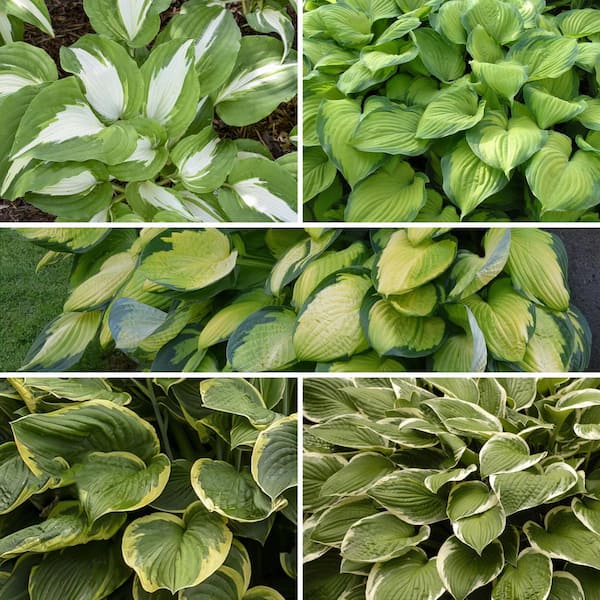 national PLANT NETWORK Bare Root Premium Hosta Collection Perennial Plants with Assorted Foliage (5-Piece)