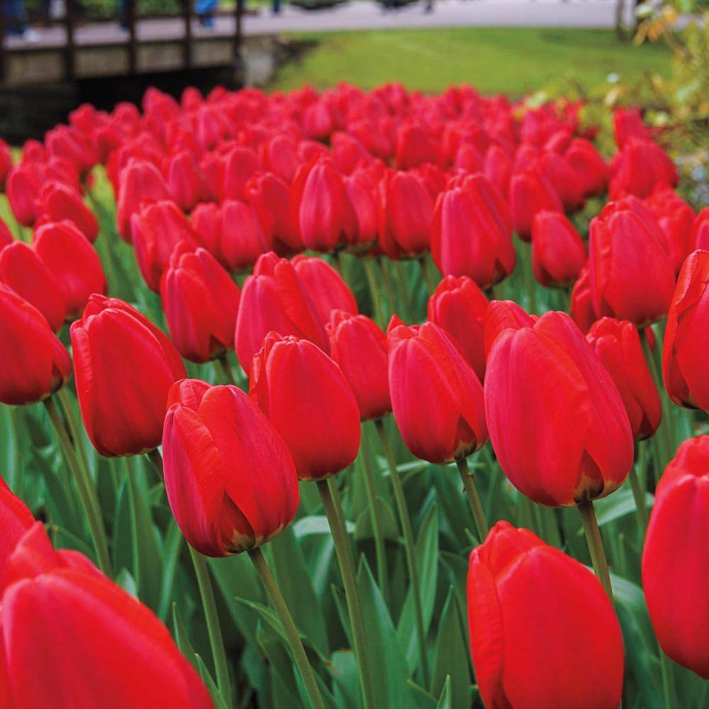 Apeldoorn Darwin Hybrid Tulip Dormant Spring Flowering Bulbs (100-Pack) price history on PriceWatchPro
