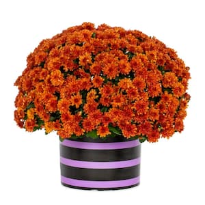 3 Qt. Live Orange Chrysanthemum (Mum) Plant for Fall Porch or Patio in Decorative Black and Purple Striped Tin (1-Pack)