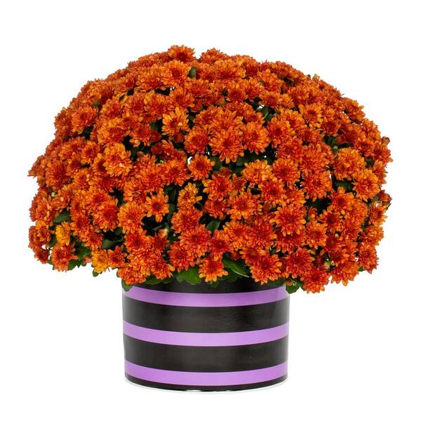 Vigoro 3 Qt. Live Orange Chrysanthemum (Mum) Plant for Fall Porch or Patio in Decorative Black and Purple Striped Tin (1-Pack)