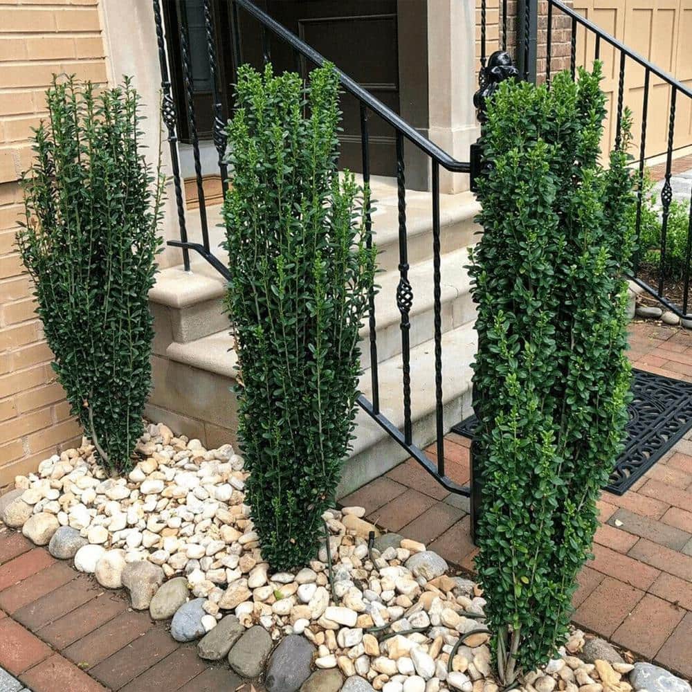 Sky Pencil Holly Evergreen Shrub in Black Container