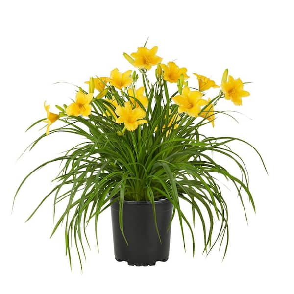 METROLINA GREENHOUSES 2.5 Qt. Big Time Happy Yellow Daylily Plant