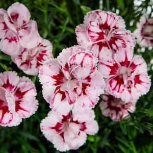 2.5 Qt. Starburst Pink and Red Dianthus Plant