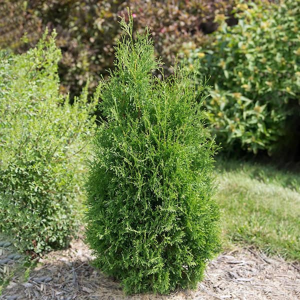 First Editions 7 Gal. Tall Guy Thuja Evergreen Tree