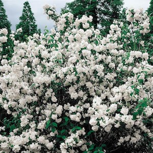 Mockorange Philadelphus Live Bare Root Plant with White Flowers (1-Pack)