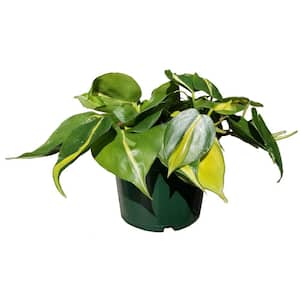 12 Cm. Birkin Philodendron Plant in Ceramic Pot