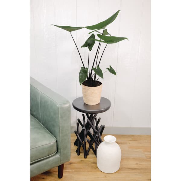 アクタス Alocasia Silver Dragon | medium – Costa Farms