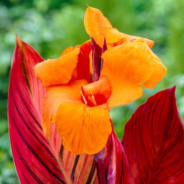VAN ZYVERDEN Van Zyverden Cannas Phaison Set of 3 Bulbs