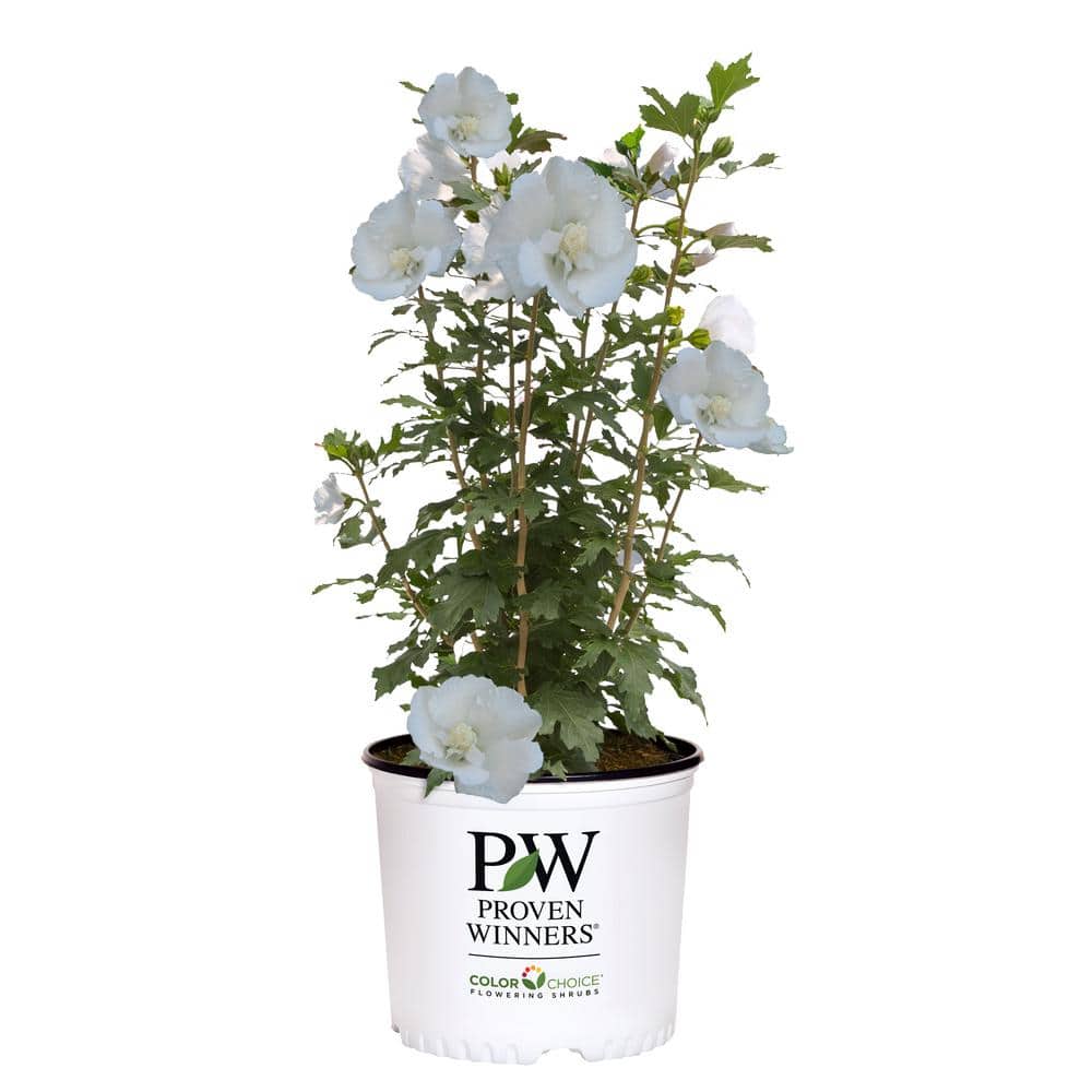 5 Gal. White Pillar Rose of Sharon (Hibiscus) Plant with White Flowers price history on PriceWatchPro