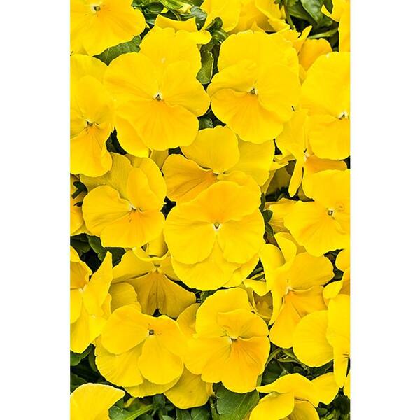 PROVEN WINNERS Anytime Sunlight Pansiola (Viola) Live Plant, Yellow Flowers, 4.25 in. Grande, 4-pack