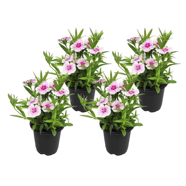ALTMAN PLANTS 1 Qt. Dianthus Pink Plant Collection (4-Pack)