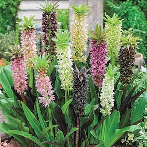 Multi-Colored Pineapple Lily (Eucomis) Mixture Flowers Bulb (3-Pack)