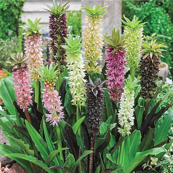 Breck's Multi-Colored Pineapple Lily (Eucomis) Mixture Flowers Bulb (3-Pack)