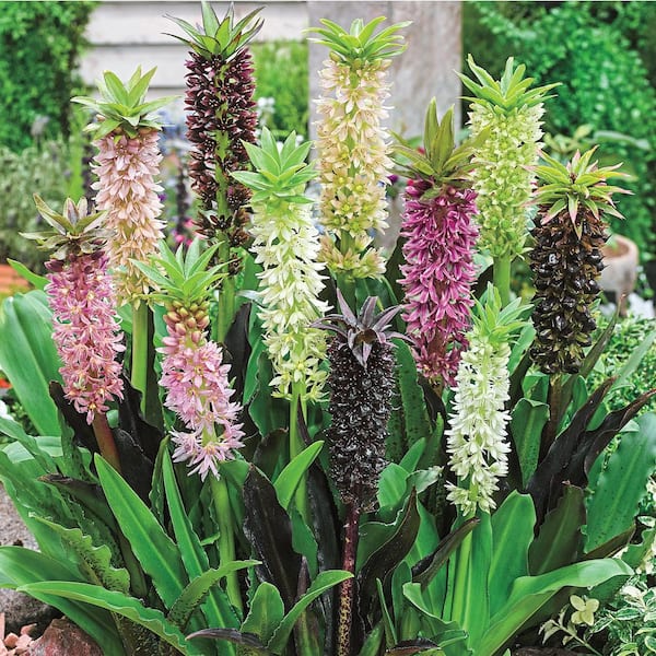 DIRECT GARDENING Multi-Color Flowering Pineapple Lily Dormant Bare Root Summer Flowering Bulb Mixture (5-Pack)