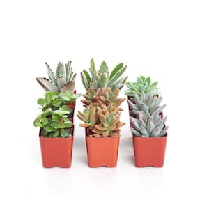 2 in. Assorted Succulent (Collection of 9)