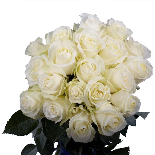 Globalrose Fresh White Roses (50 stems)