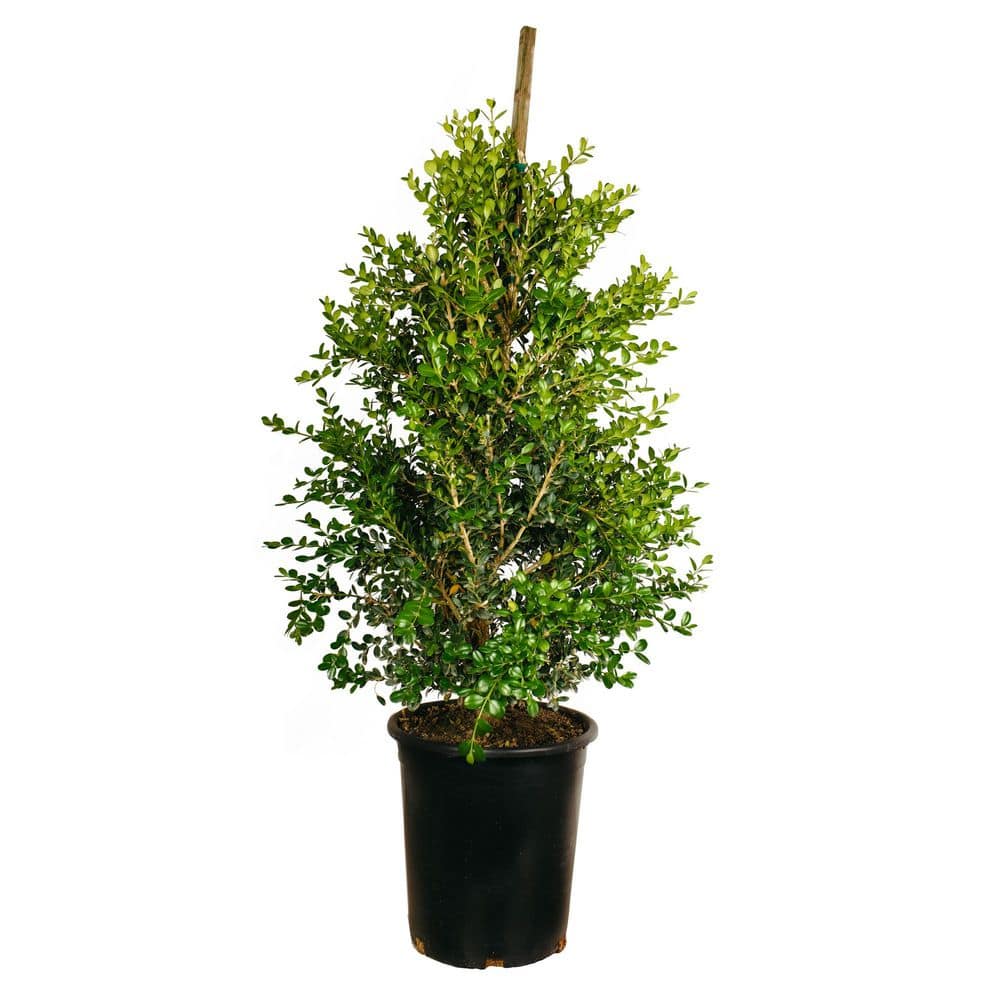 5-Container Buxus 'Green Beauty' Non Flowering Shrub Bush (Single Pack) price history on PriceWatchPro