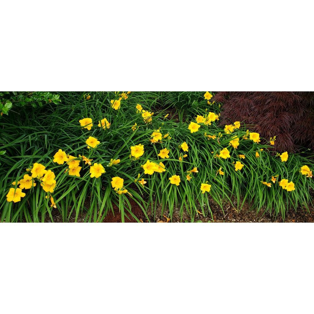 Online Orchards 1 Gal. Stella D'oro Daylily Large Reblooming