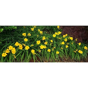 1 Gal. Stella D'oro Daylily Large Reblooming Bright Yellow Blossoms Thrive in Almost any Environment