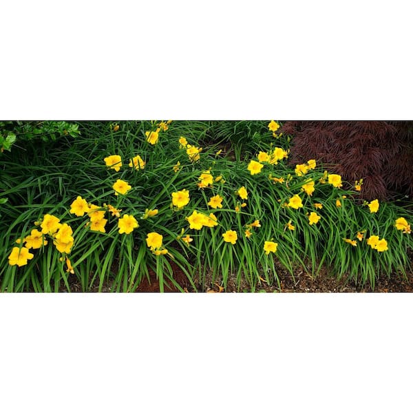 Online Orchards 1 Gal. Stella D'oro Daylily Large Reblooming Bright Yellow Blossoms Thrive in Almost any Environment
