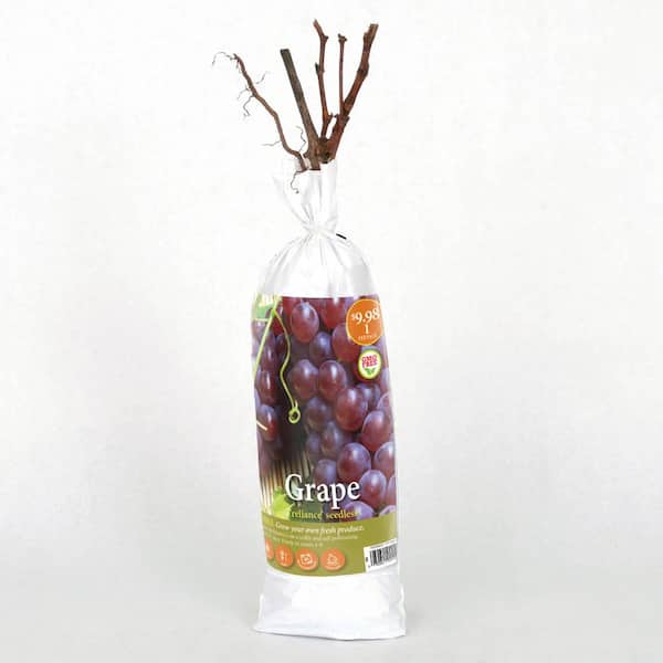 Buy Reliance Red Seedless Grape Vine Plants & Trees Online