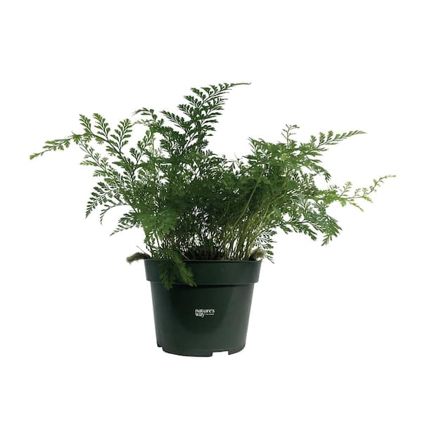 NATURE'S WAY FARMS Fern Rabbit Foot Live Indoor Plant in Growers Pot Avg Shipping Height 10 in. Tall