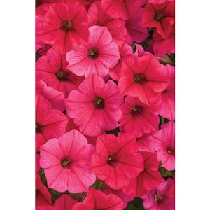4.25 in. Grande Supertunia Vista Paradise (Petunia) Live Plant, Watermelon Pink Flowers (4-Pack)