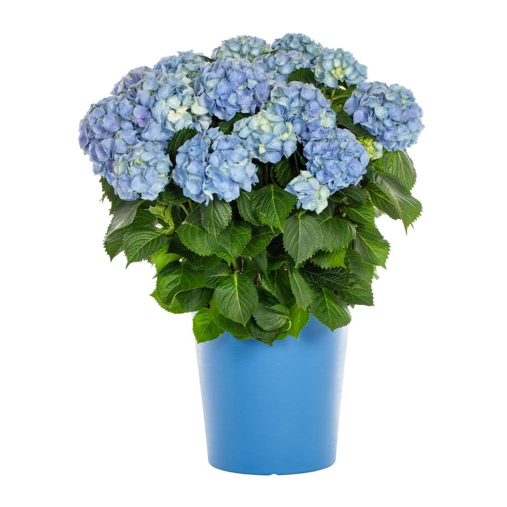 METROLINA GREENHOUSES 1.5 Gal. Hydrangea Florist Blue Perennial