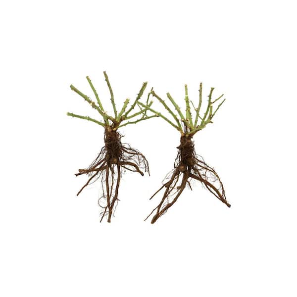 Bareroot Scentables Michelangelo Hybrid Tea Rose Bush with Golden Yellow Flowers (2-Pack)