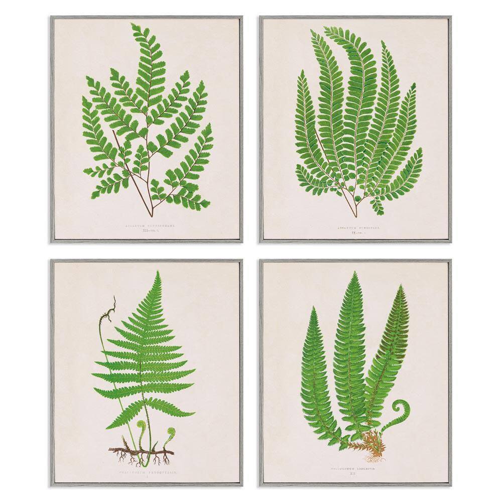 Subtle Green Fern Branches by Phillipa Katz 4 Piece Gray Framed Nature Giclee Art Print 14 in. x 11 in. price history on PriceWatchPro