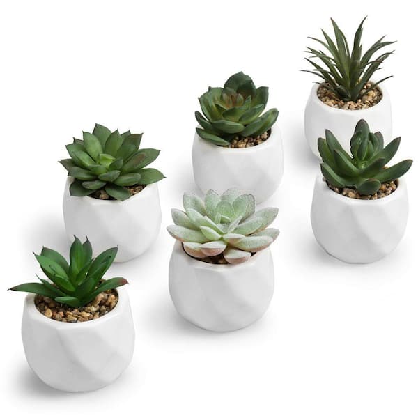 online succulents Wedding Succulents Collection