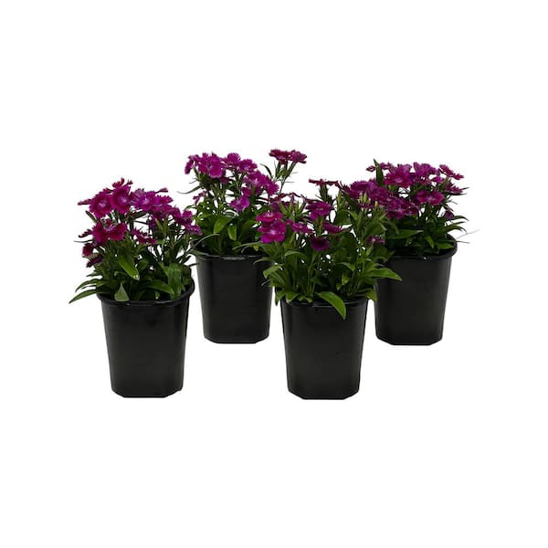 1.38 Pt. Dianthus Ideal Select Violet in Grower's Pot (4-Pack)