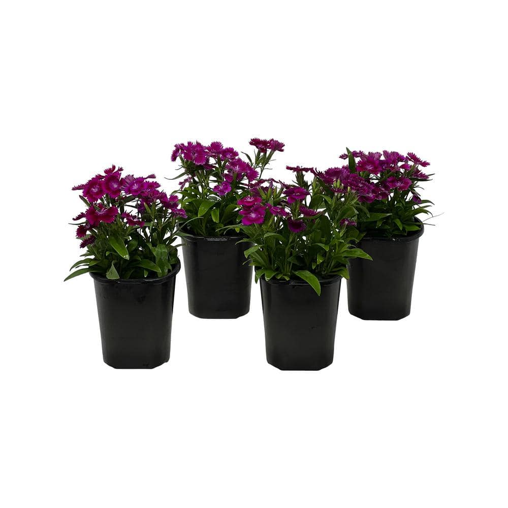 Pure Beauty Farms 1.38 Pt. Dianthus Ideal Select Violet In Grower's Pot 