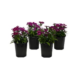 1.38 Pt. Dianthus Ideal Select Violet in Grower's Pot (4-Pack)