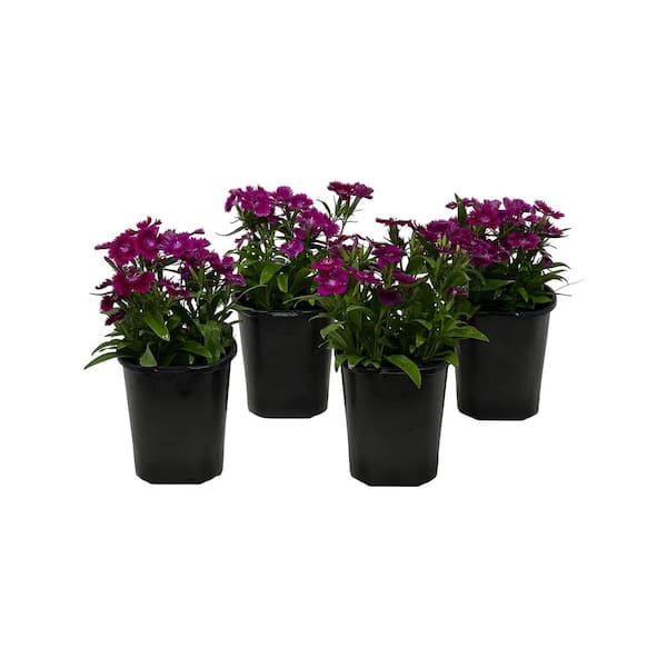 Pure Beauty Farms 1.38 Pt. Dianthus Ideal Select Violet in Grower's Pot (4-Pack)
