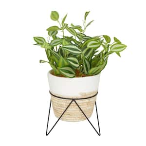 16 in. H Sanchezia Artificial Plant with Realistic Leaves and Rattan Pot and Black Stand