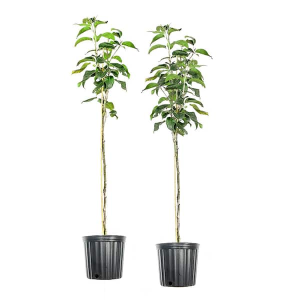 Perfect Plants 5 Gal. Shinseiki Asian Pear Tree (2-Pack)